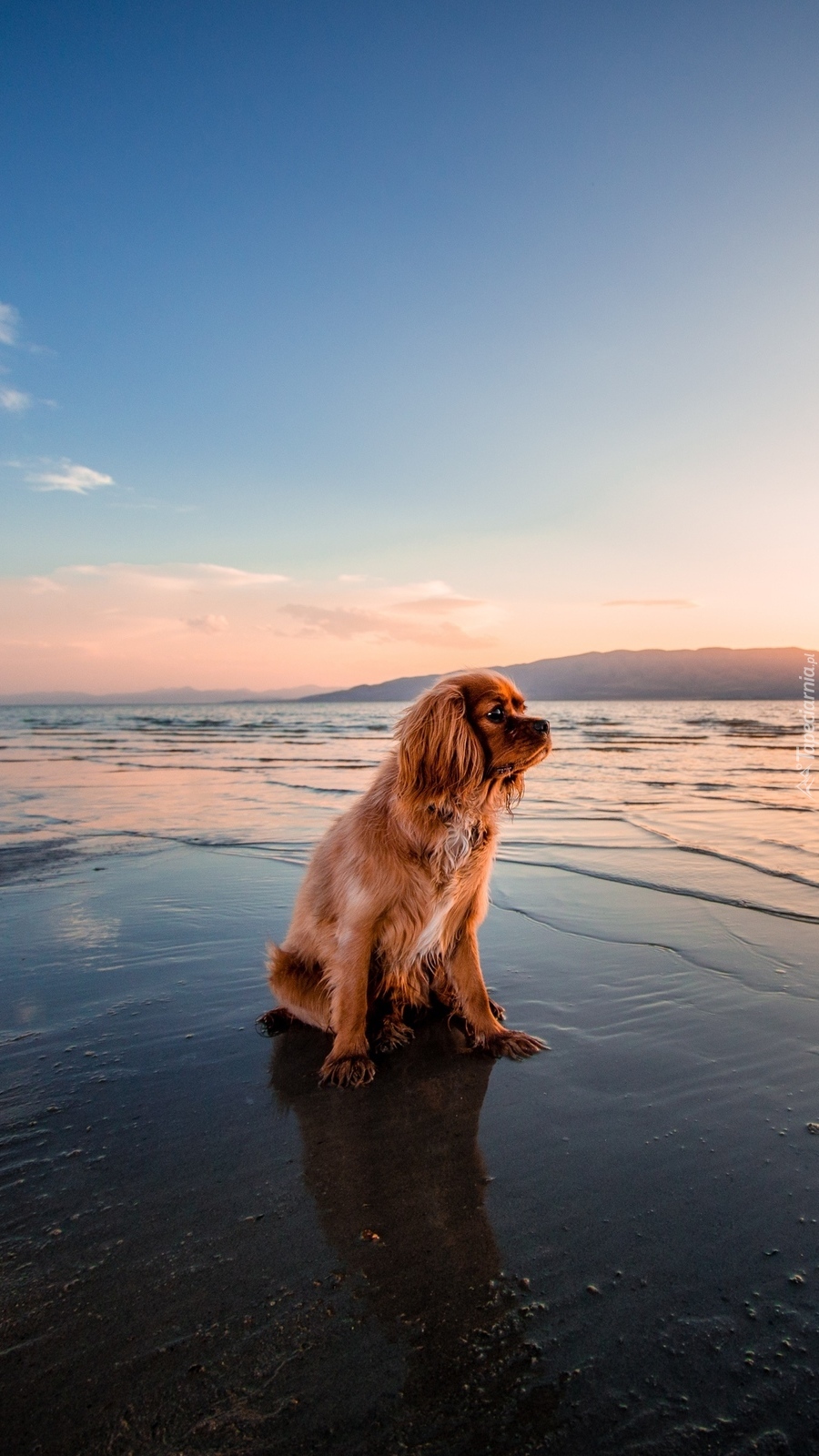 Cavalier king charles spaniel na morskiej plaży o wschodzie słońca.