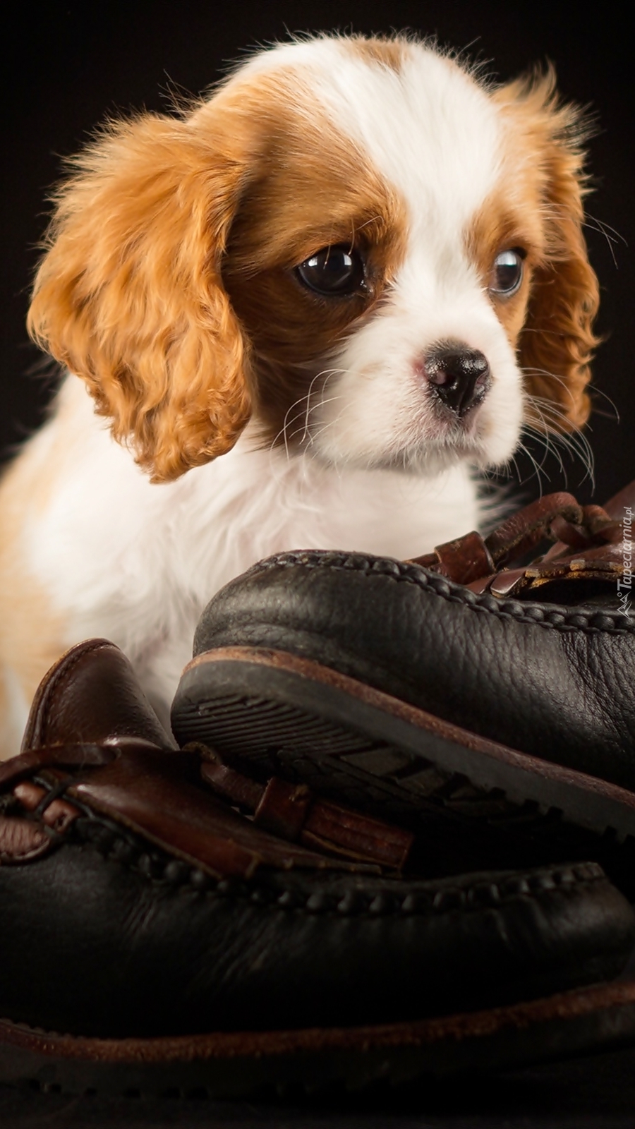 Cavalier king charles spaniel pilnujący butów