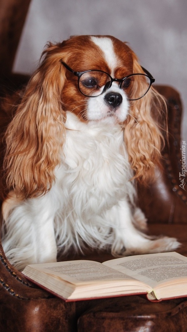 Cavalier King Charles spaniel w okularach z książką