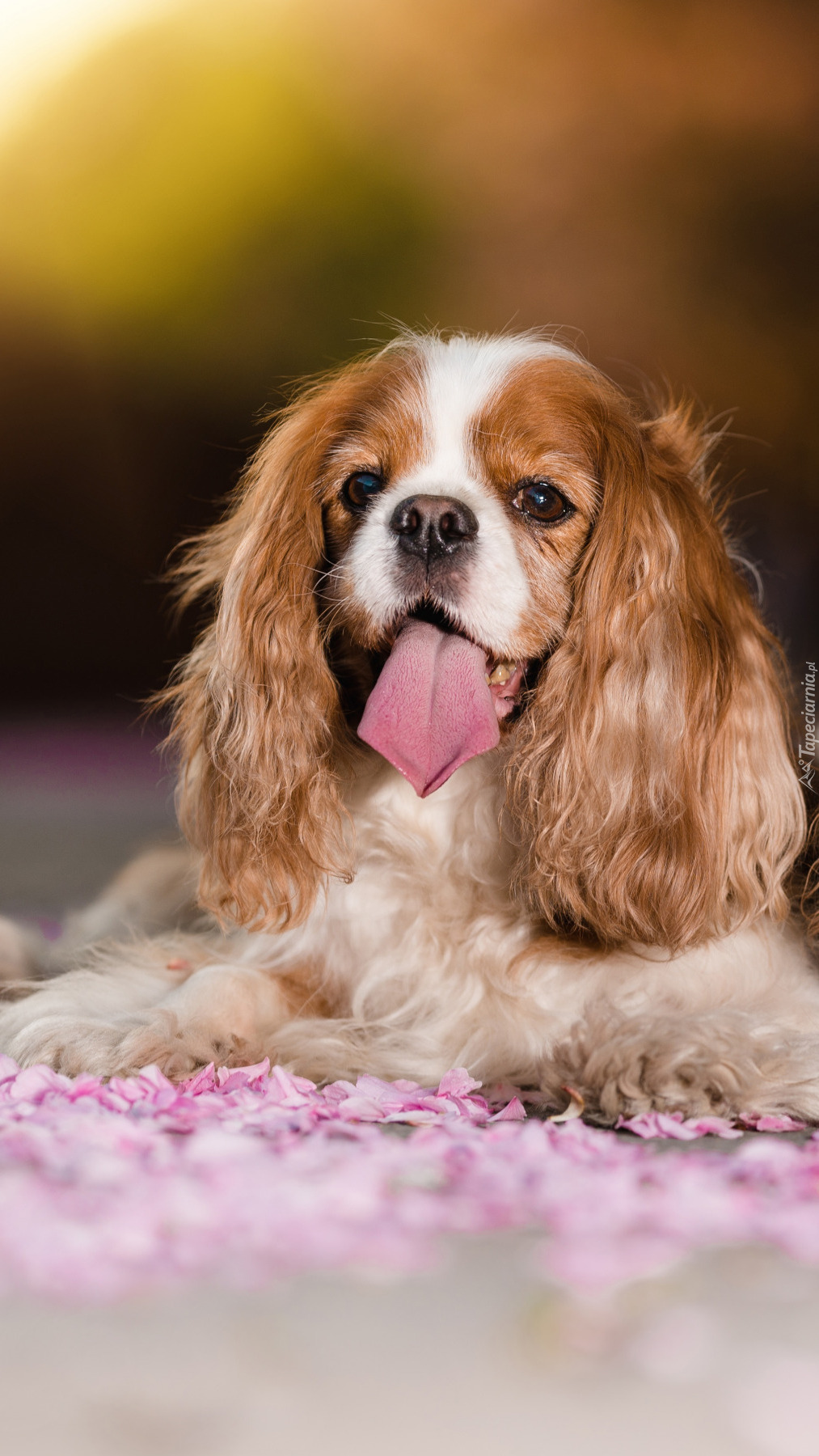 Cavalier king charles spaniel z wystawionym językiem