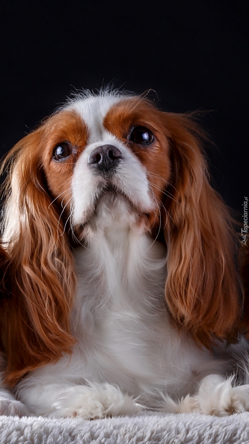 Cavalier king charles spaniel