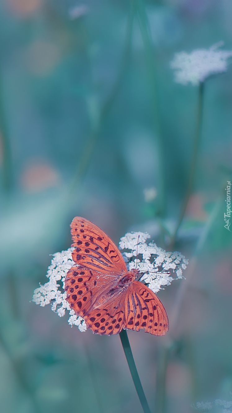 Cętkowany motyl na kwiatku
