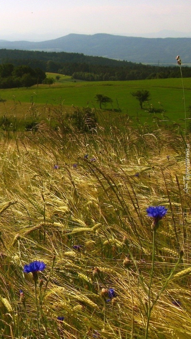 Chabry w zbożu