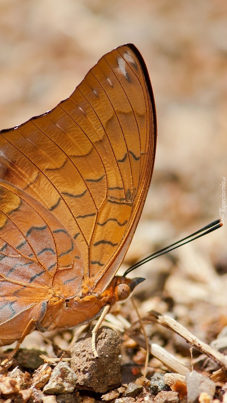 Charaxes affinis