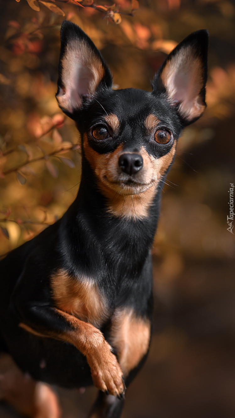 Chihuahua