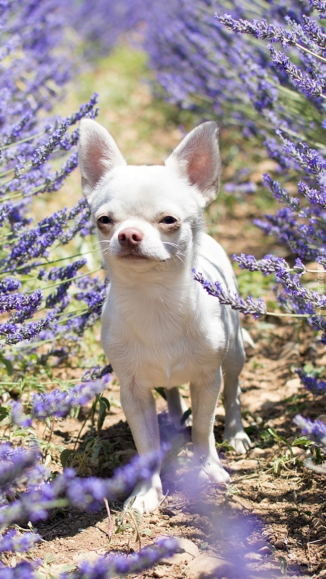 Chihuahua krótkowłosa