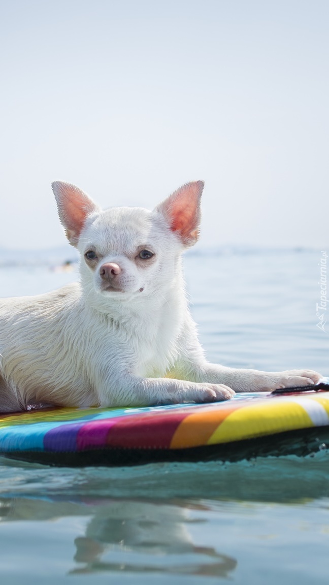 Chihuahua krótkowłosa na desce