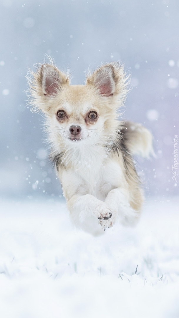 Chihuahua skaczący po śniegu