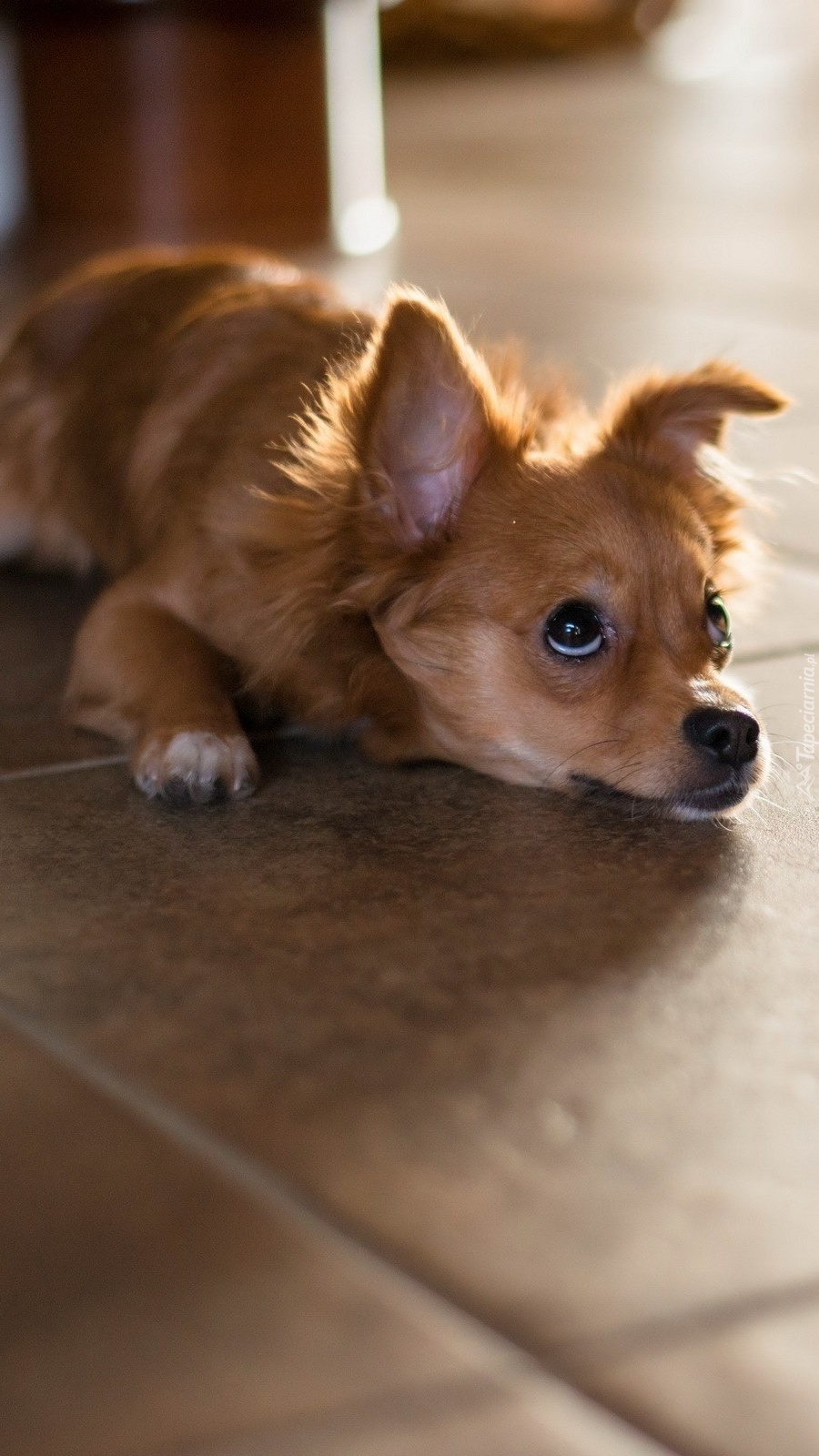 Chihuahua trwożnie spogląda w górę