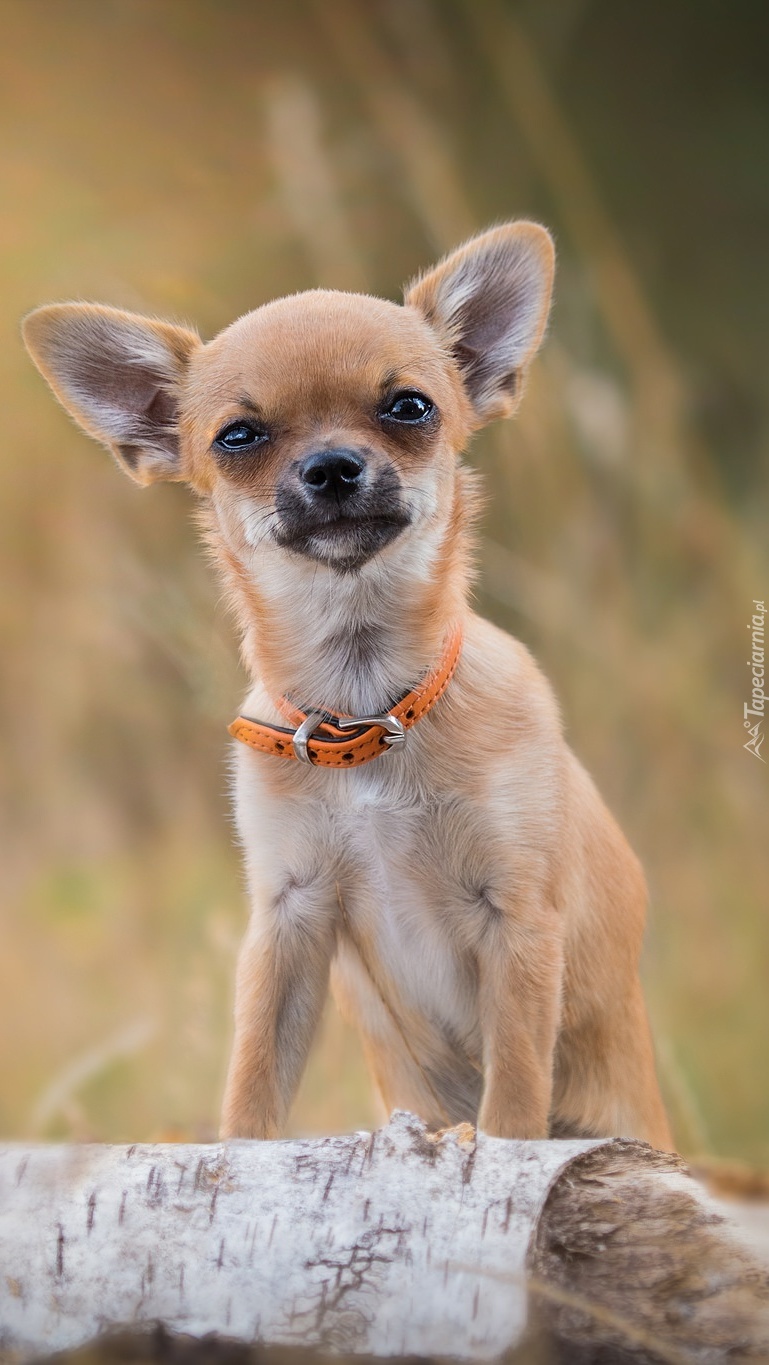 Chihuahua w obroży