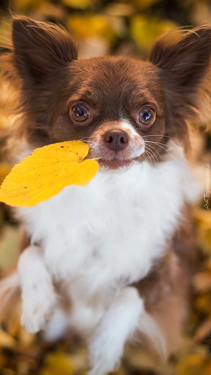 Chihuahua z jesiennym żółtym liściem