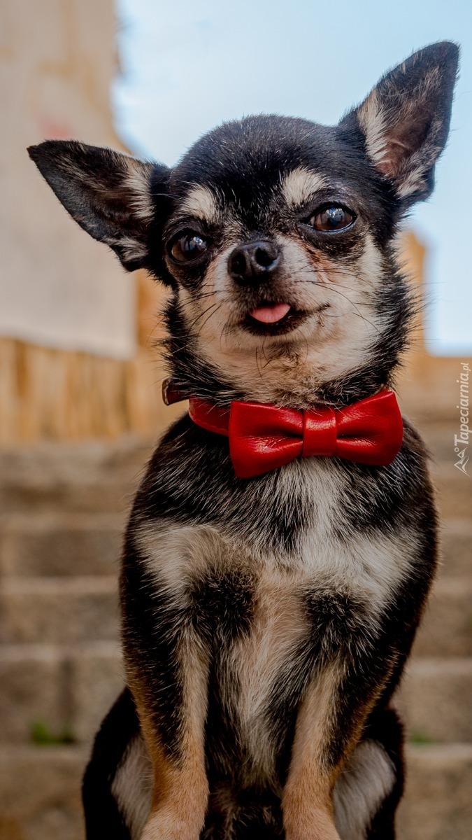 Chihuahua