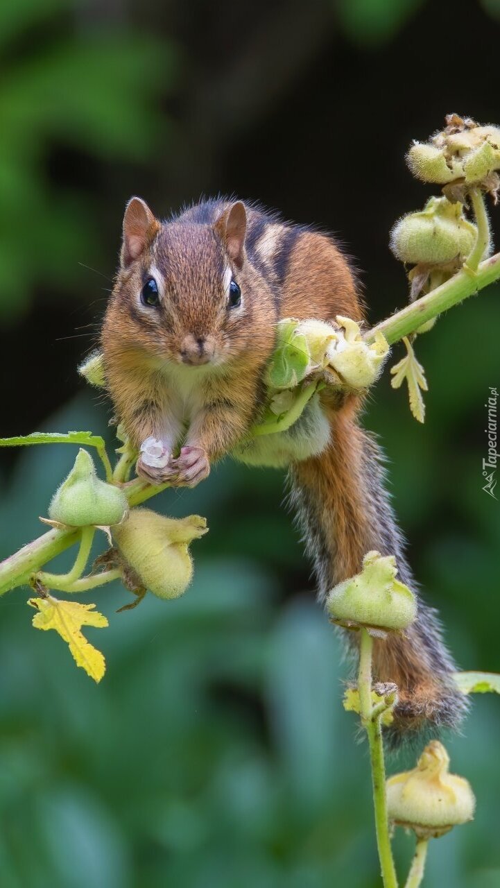 Chipmunk