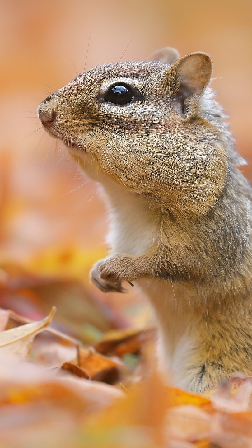 Chipmunk