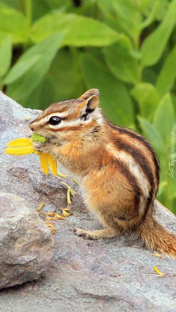 Chipmunk kosztuje żółtego kwiatka