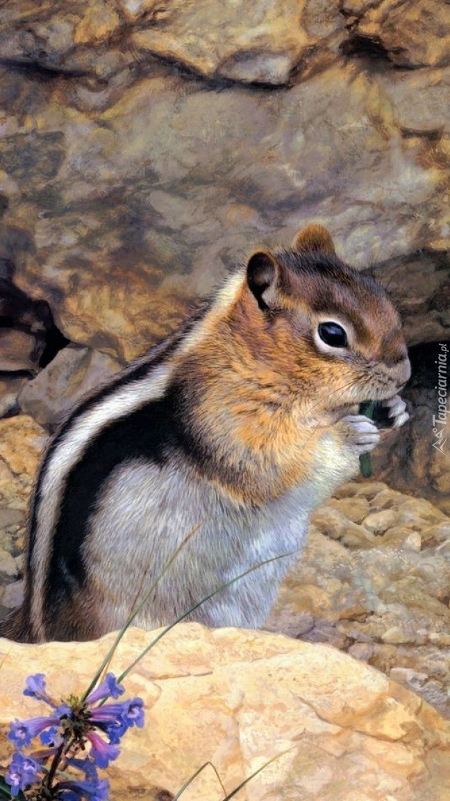 Chipmunk pośród skał