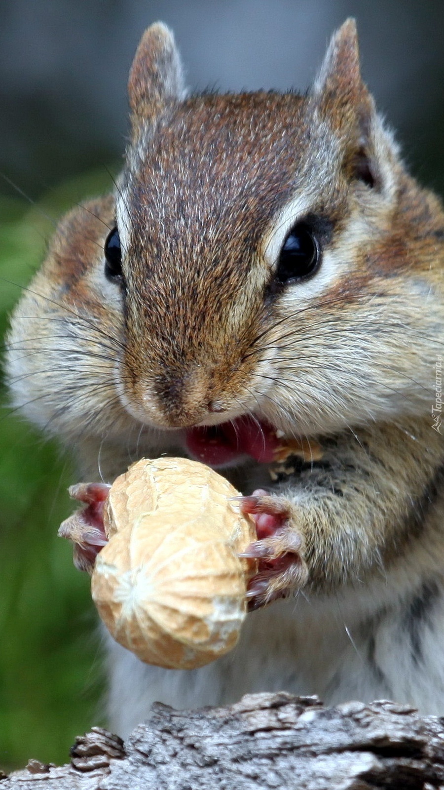 Chipmunk z orzeszkiem ziemnym