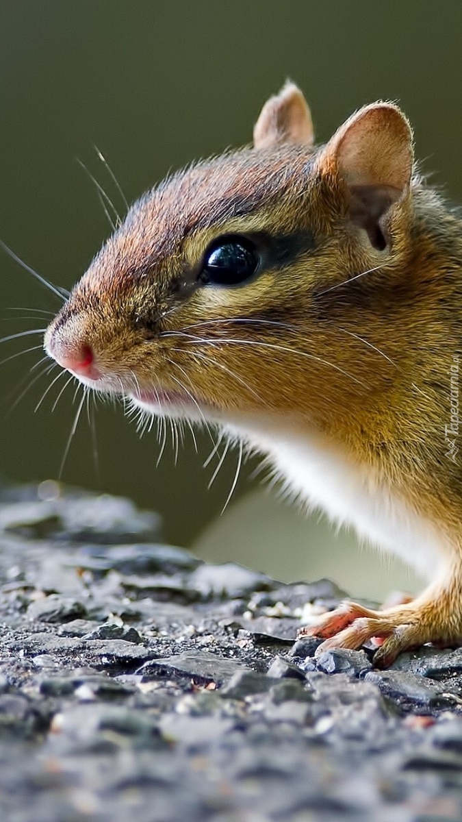 Chipmunk