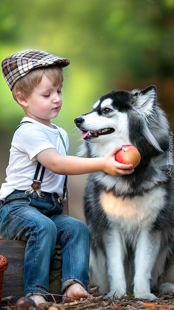Chłopiec z jabłkiem w dłoni obok siberiana husky