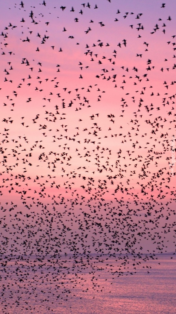 Chmara ptaków na niebie o zachodzie słońca