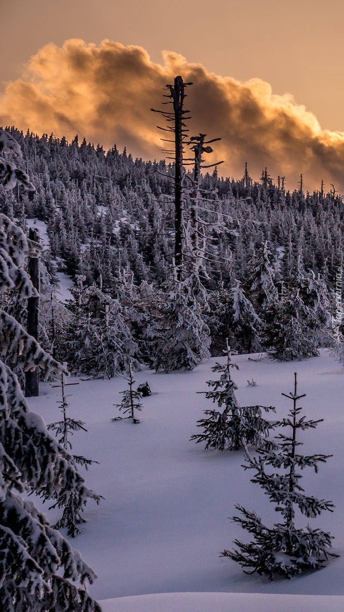 Chmury nad ośnieżonym zimowym lasem