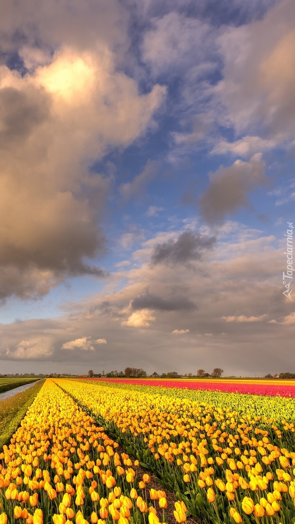 Chmury nad plantacją tulipanów