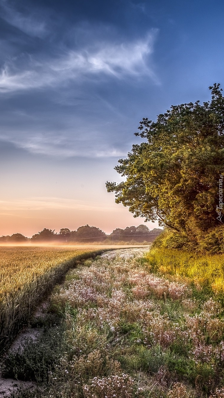 Chmury nad polami i drzewami o mglistym wschodzie słońca