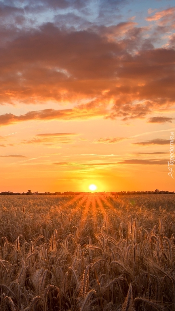 Chmury nad polem zboża o zachodzie słońca