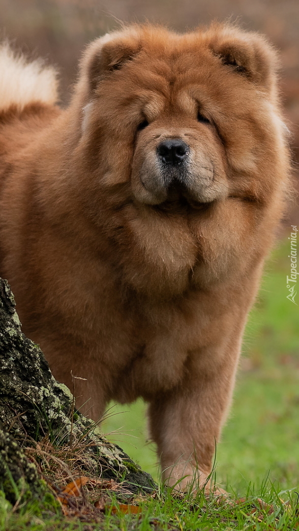 Chow chow