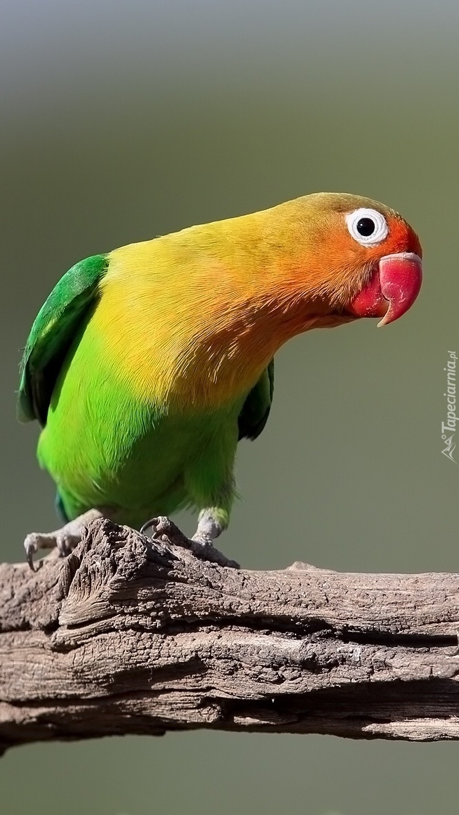 Ciekawska wszędobylska papużka na konarze drzewa