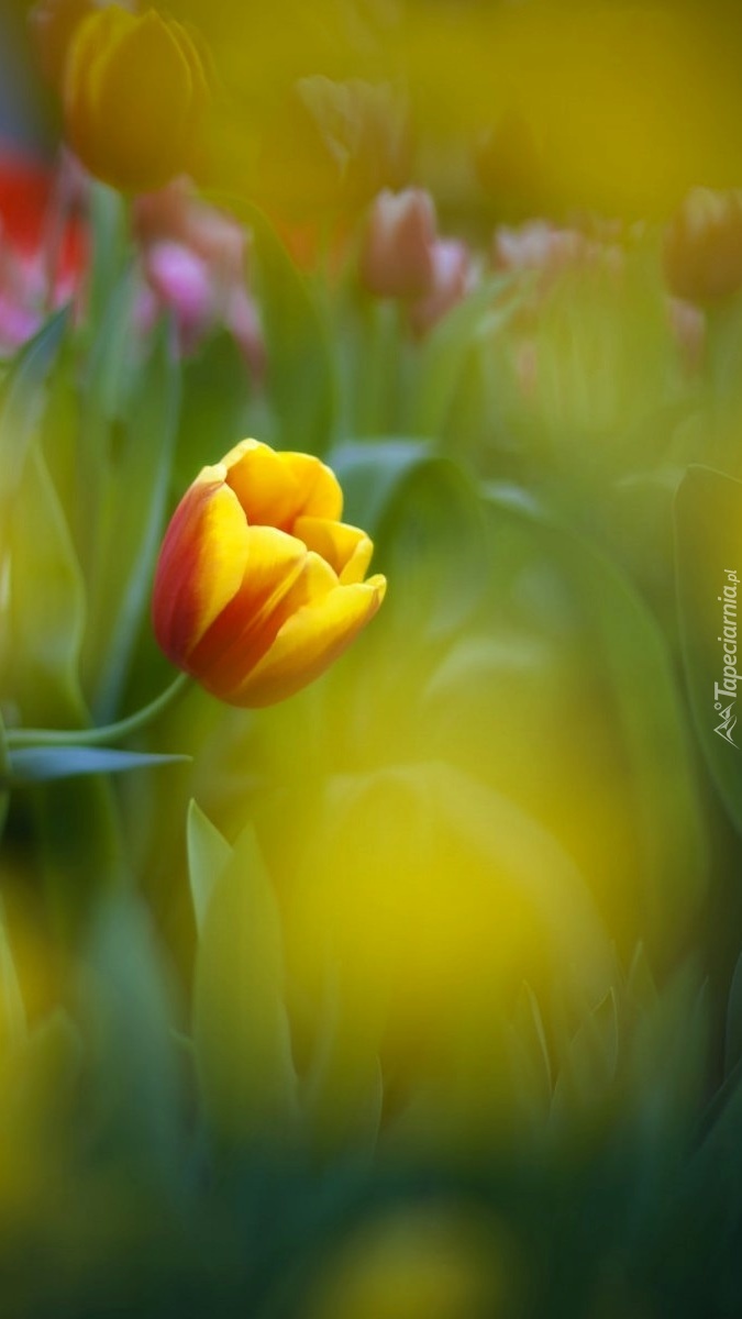 Ciekawski tulipan