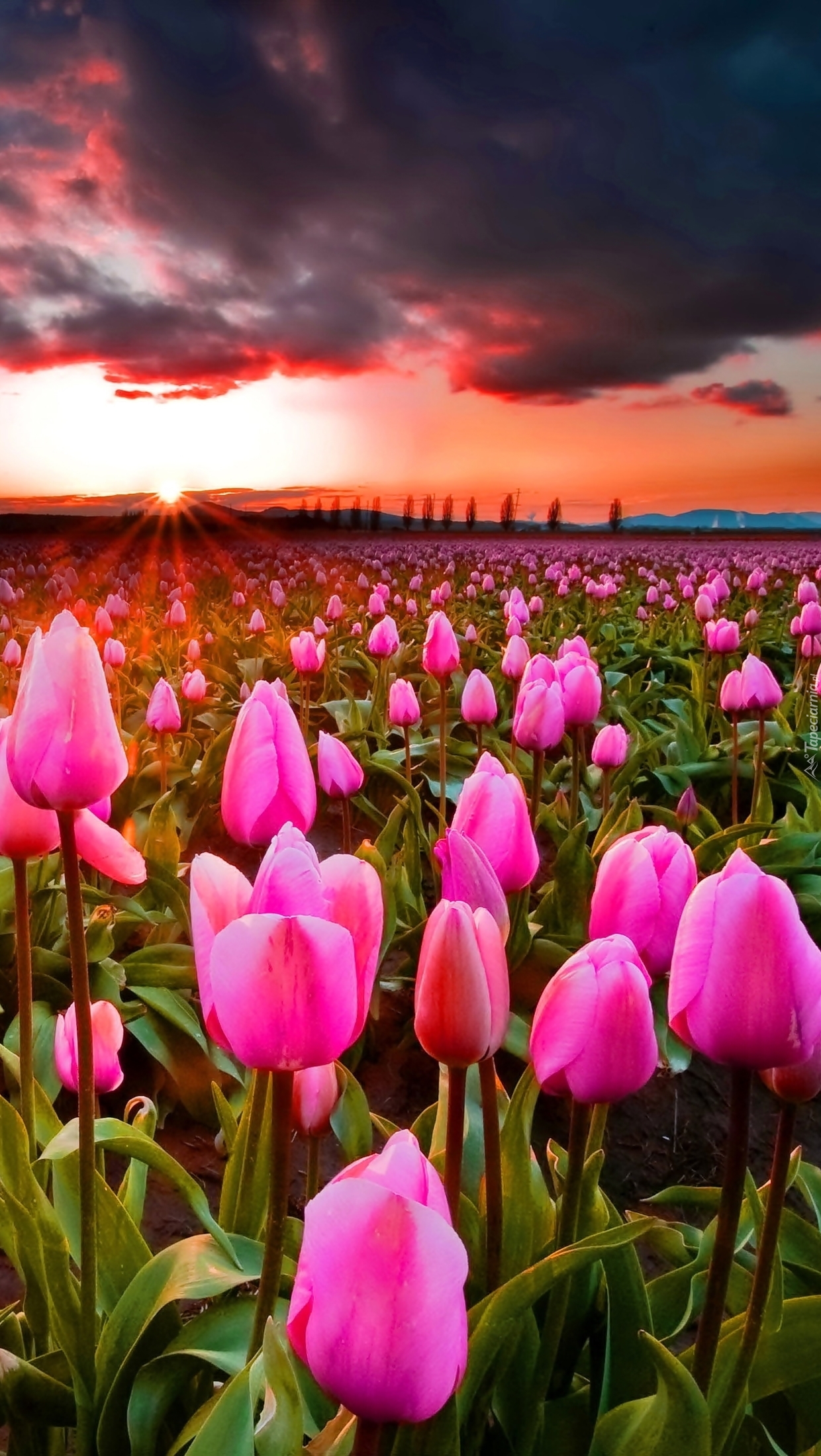 Ciemne chmury na polem tulipanów o zachodzie słońca
