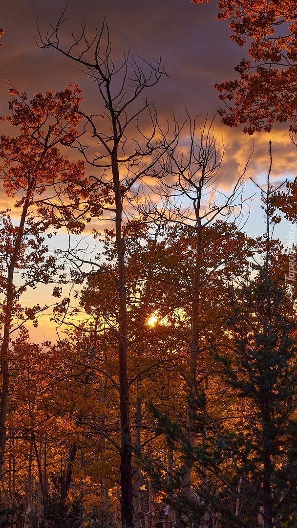 Ciemne chmury nad jesiennymi drzewami