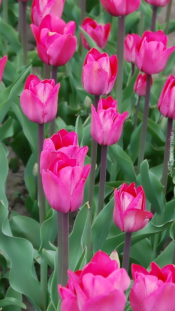 Ciemnoróżowe tulipany