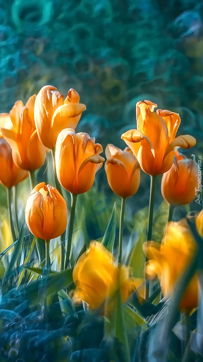Ciemnożółte tulipany
