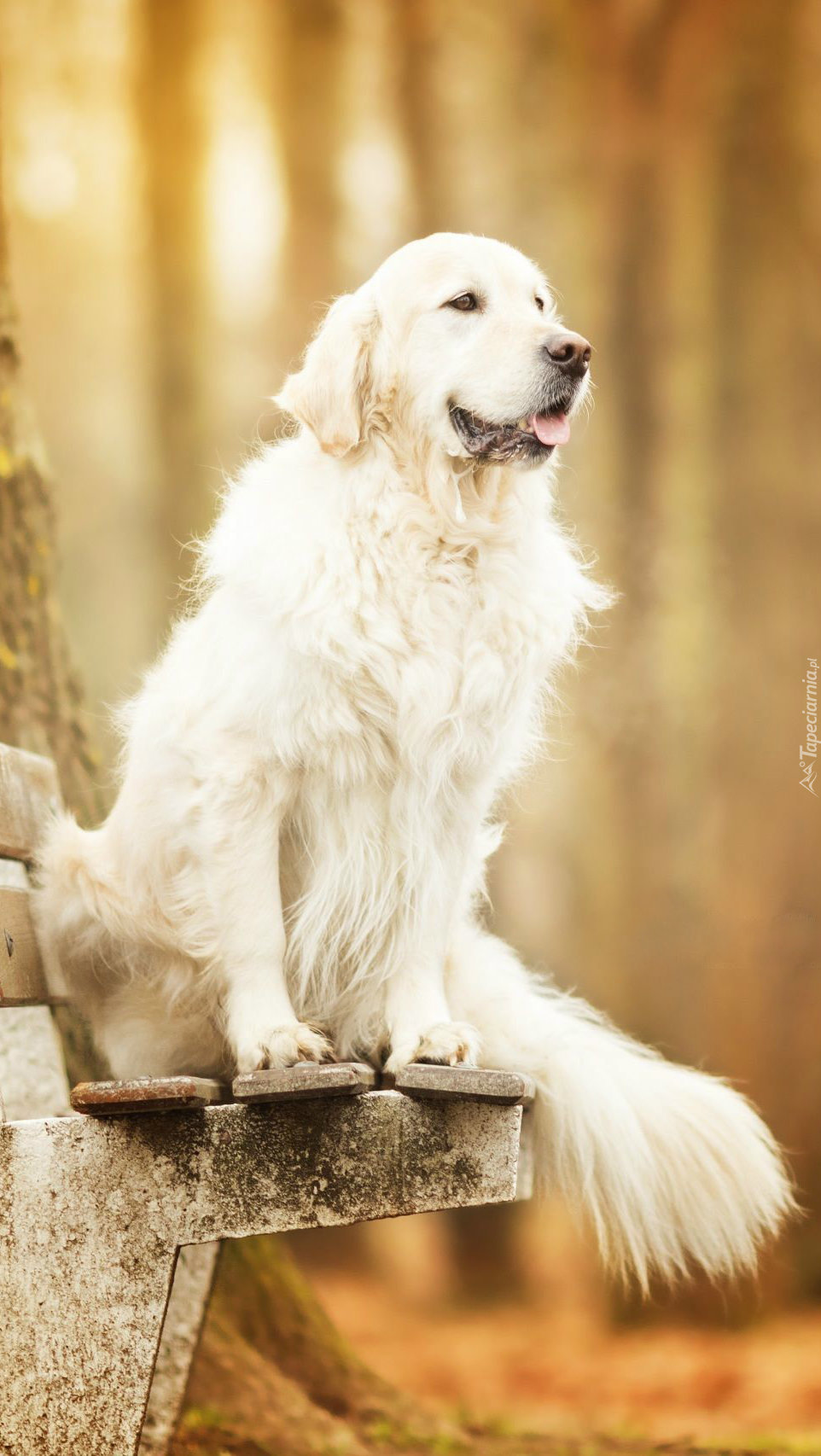 Cierpliwie czekający na ławce golden retriever