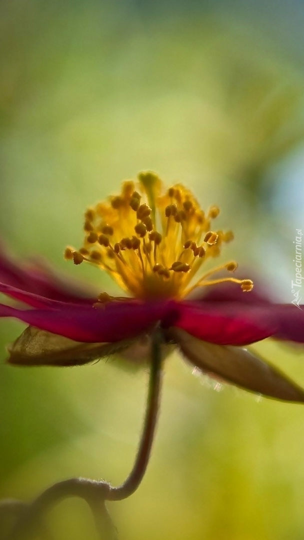 Clematis pnący