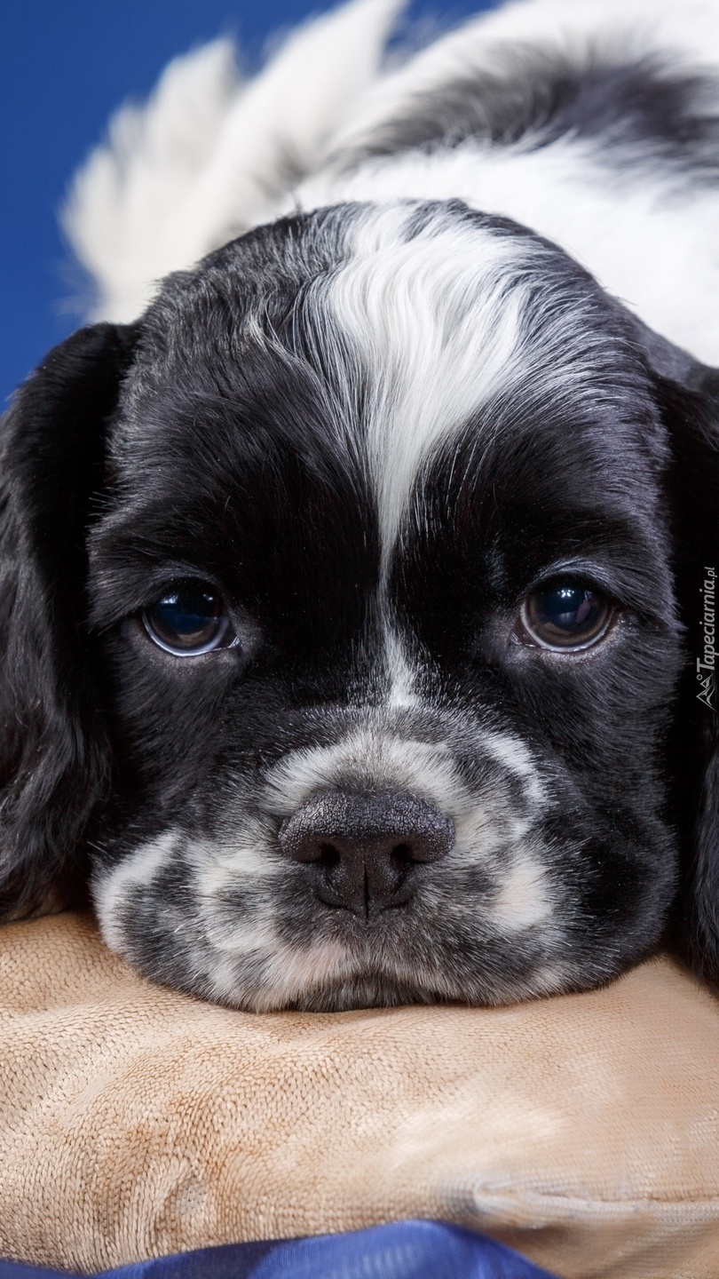 Cocker spaniel amerykański na podusi