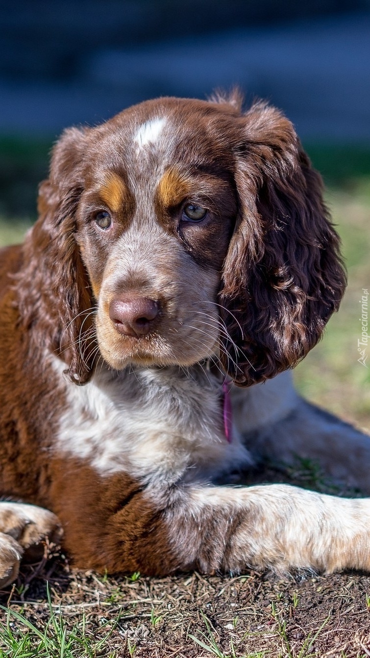 Cocker spaniel angielski