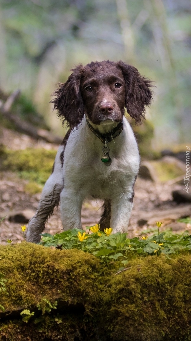 Cocker spaniel angielski