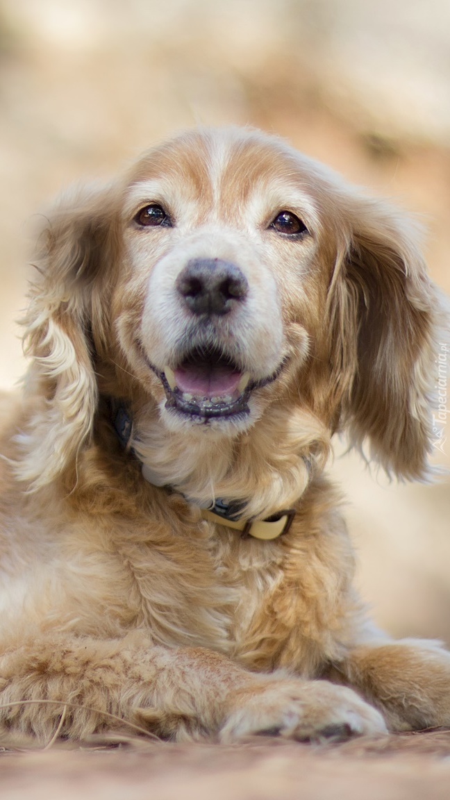 Cocker spaniel angielski