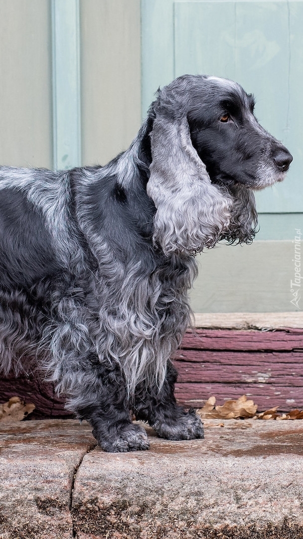 Cocker spaniel angielski