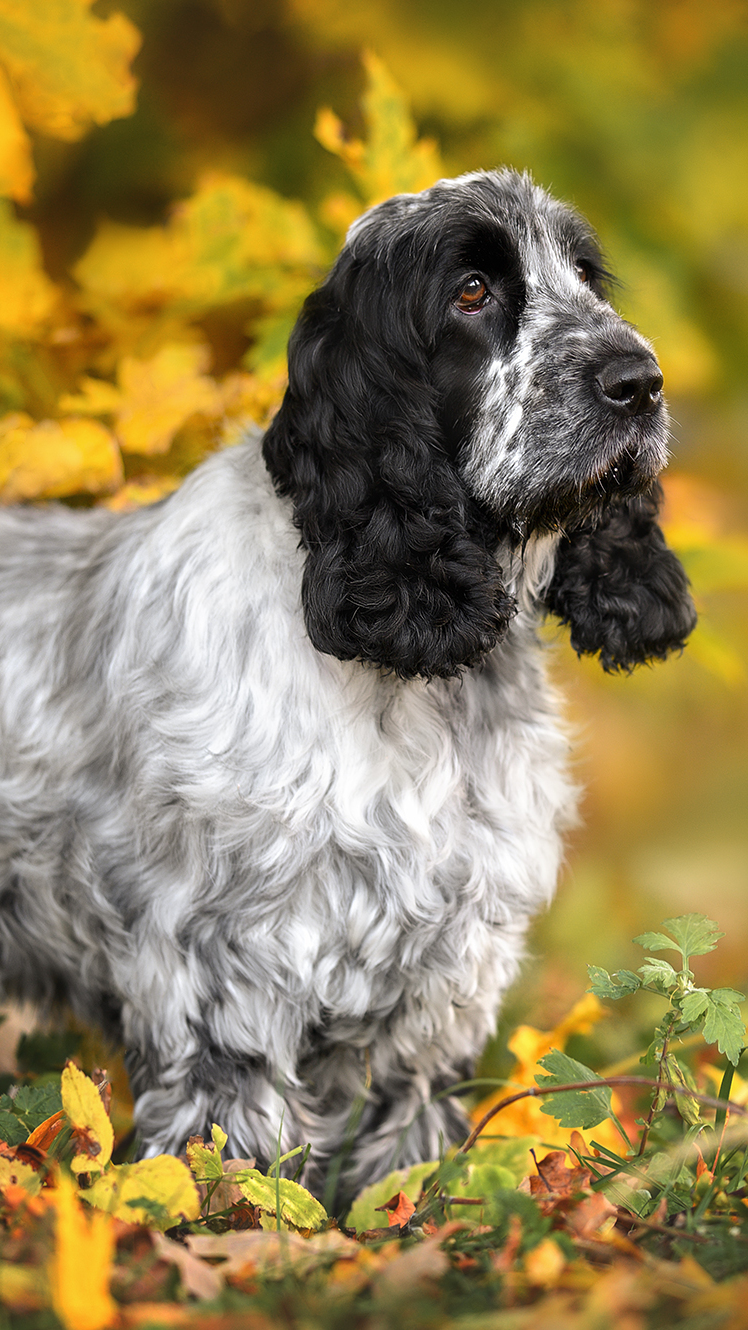 Cocker spaniel angielski