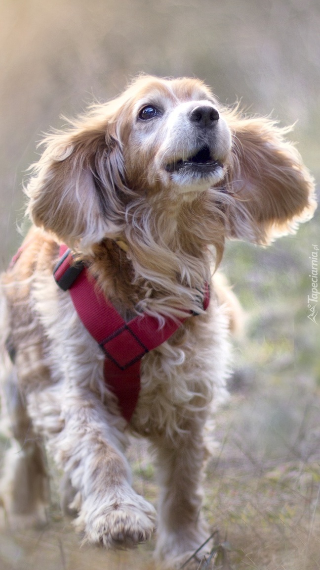 Cocker spaniel w szelkach