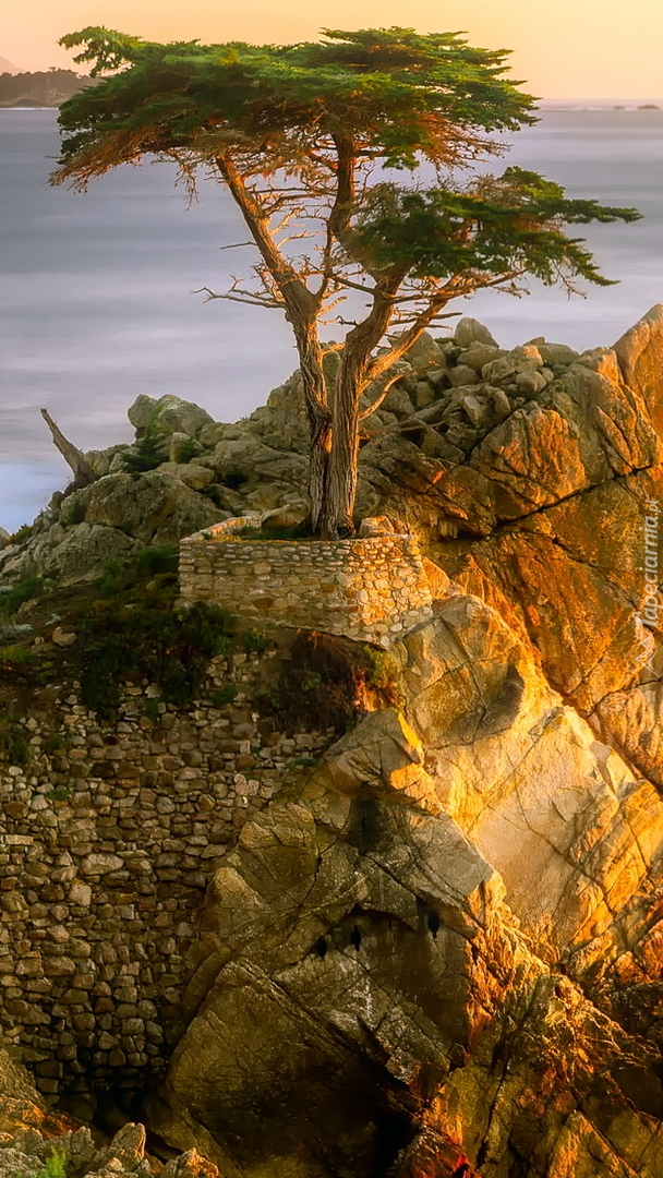 Cyprys wielkoszyszkowy na skale nad zatoką Monterey