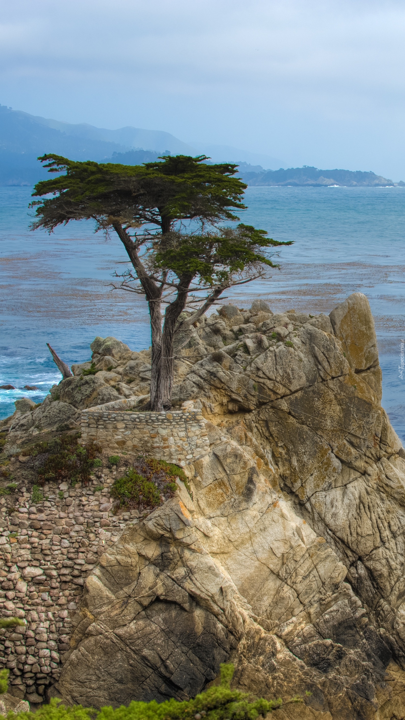 Cyprys wielkoszyszkowy nad zatoką Monterey