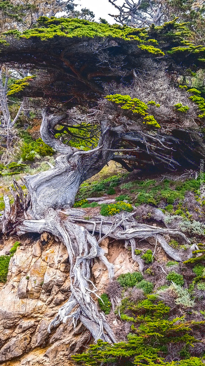 Cyprys z korzeniami na skale