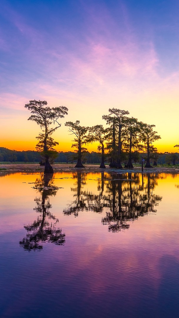 Cyprysy bagienne na jeziorze Caddo Lake