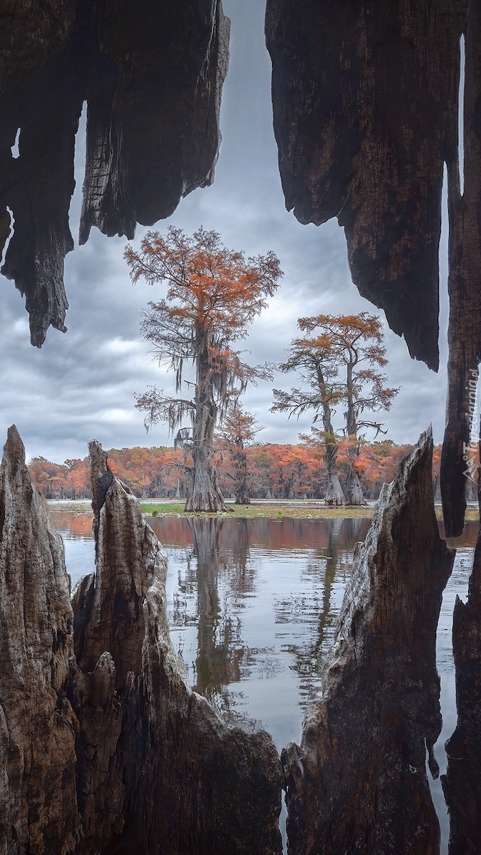 Cyprysy bagienne na jeziorze Caddo Lake