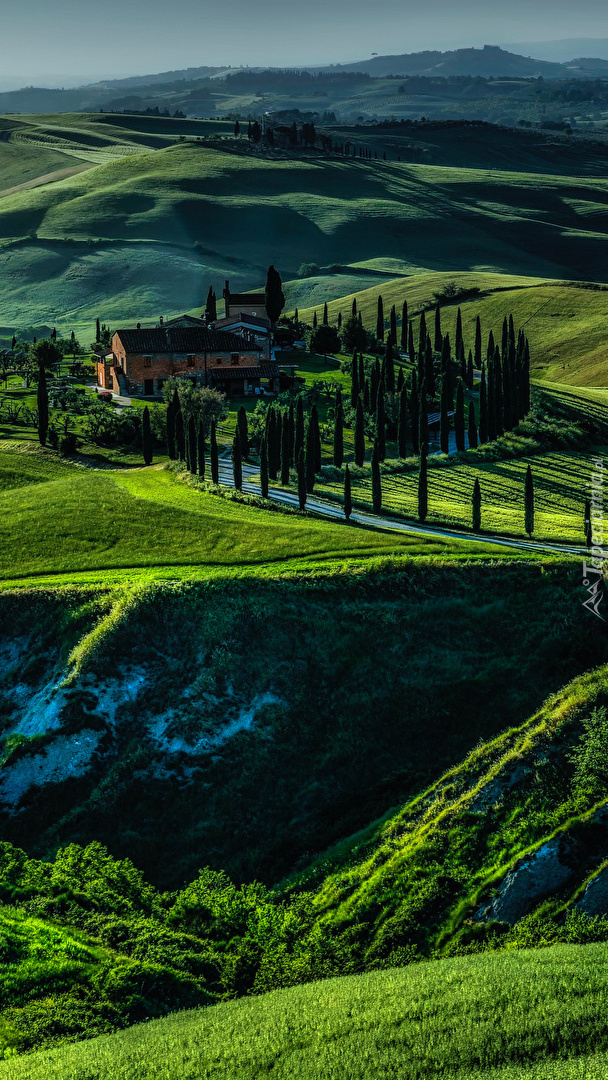 Cyprysy obok domu na zielonych wzgórzach Toskanii